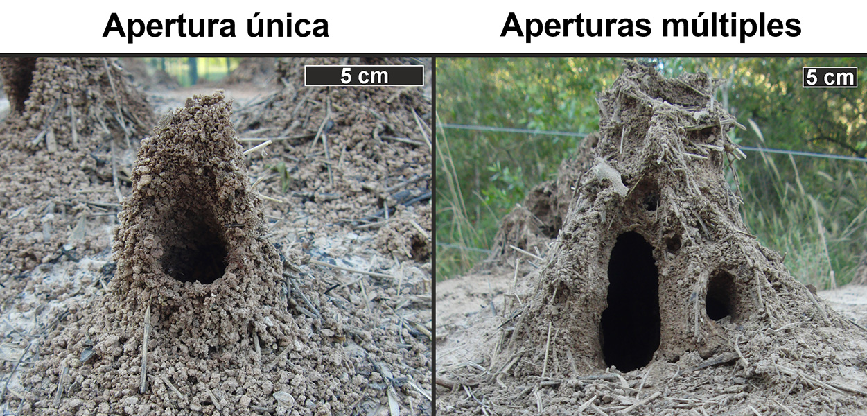 Torretas del nido para la circulación del aire Torretas adyacentes de barro y hierba con aberturas.