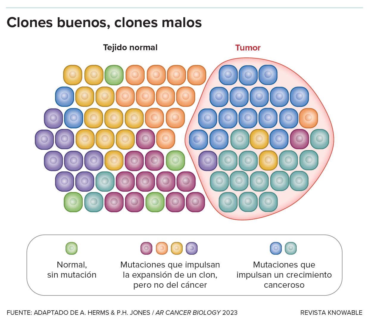 Las células se representan como formas coloreadas, y los colores coincidentes representan clones genéticamente idénticos.