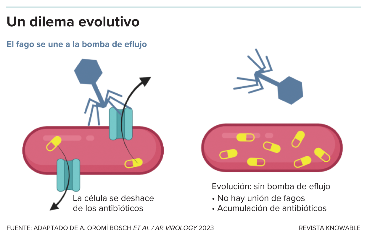 Diagrama que muestra cómo los bacteriófagos pueden prevenir la resistencia a los antibióticos en las bacterias.