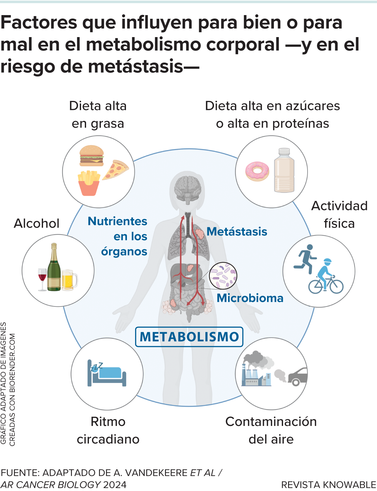 Factores que afectan al riesgo de metástasis Un gráfico ilustra los factores que afectan al metabolismo, con imágenes de pizza, alcohol, una cama y más.