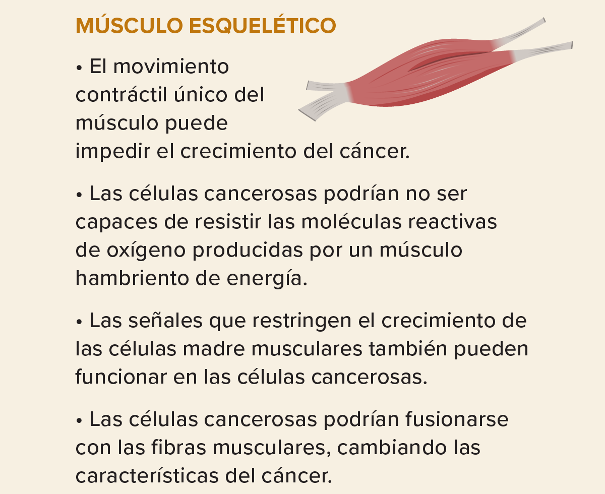 La diapositiva examina las razones de la ausencia de metástasis en el músculo esquelético.