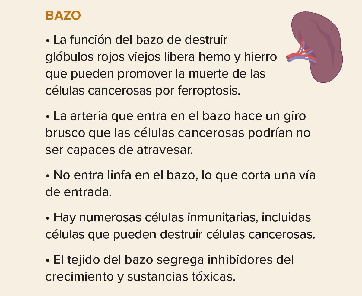 La diapositiva comparte las razones por las que la metástasis puede ser rara en el bazo.