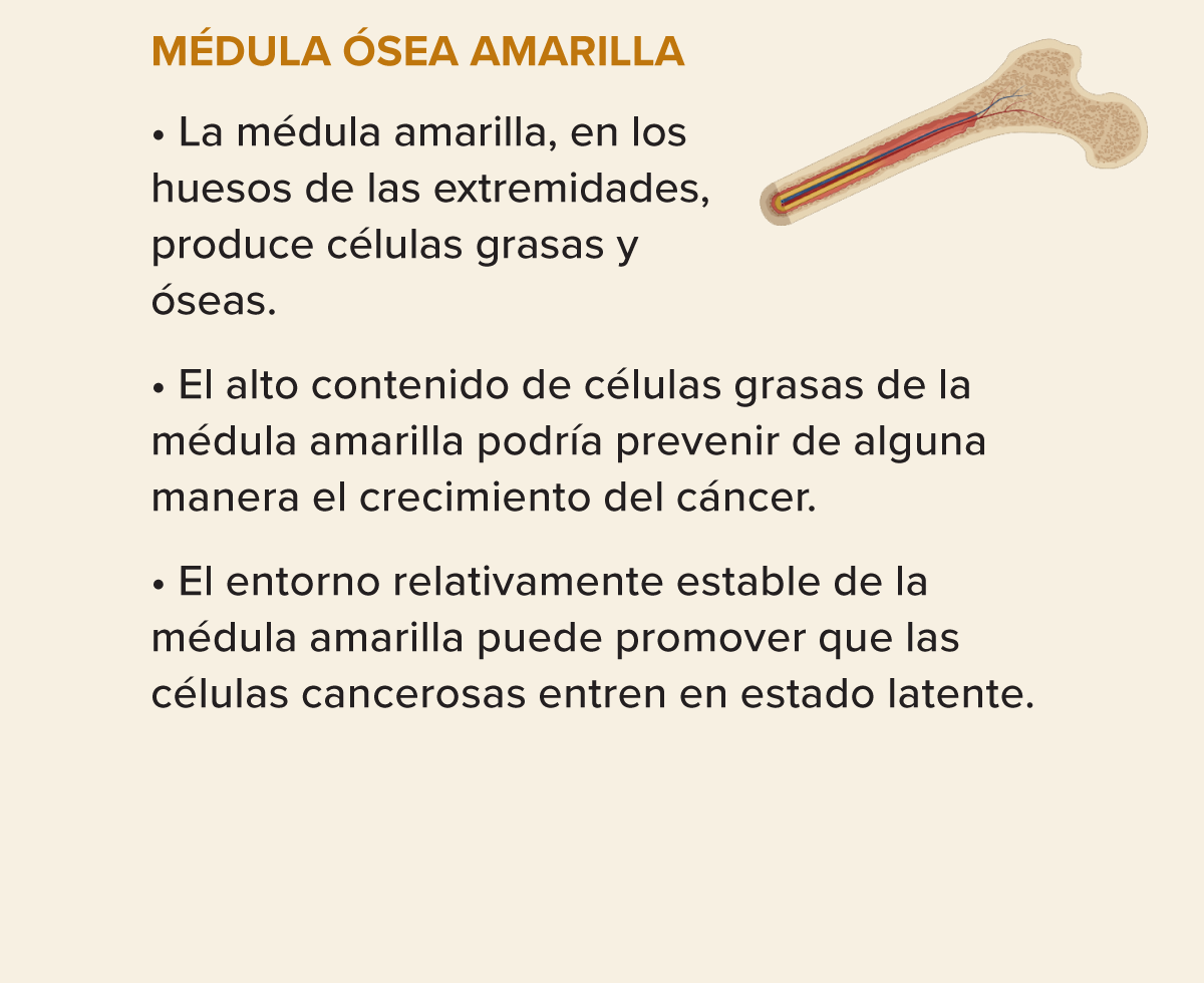 Diapositiva comparte razones por las que la metástasis es rara en la médula ósea amarilla.