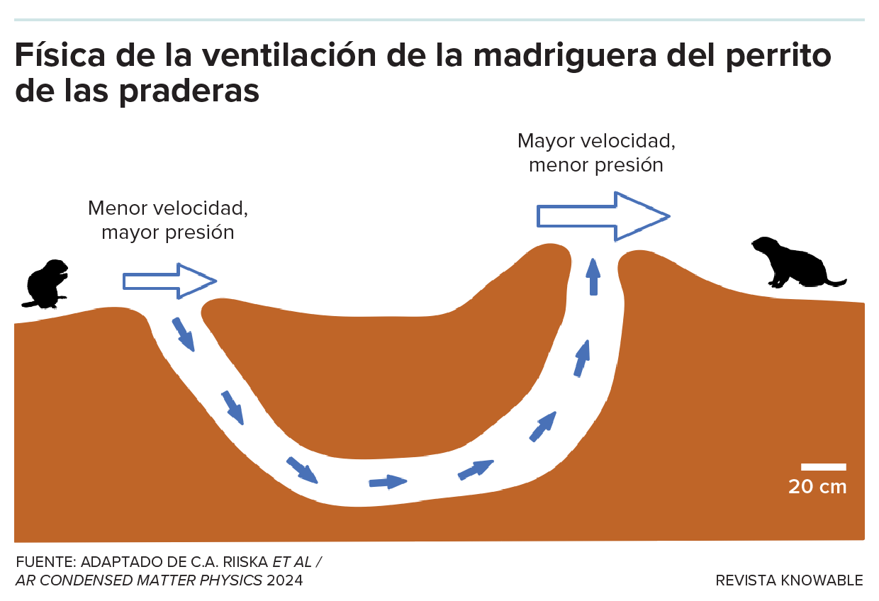 El gráfico muestra una madriguera subterránea con una entrada inferior, donde el aire se mueve más lentamente y la presión del aire es mayor, y una entrada superior, donde el aire se mueve más rápidamente y la presión del aire es menor. La diferencia impulsa un flujo de aire a través de la madriguera.