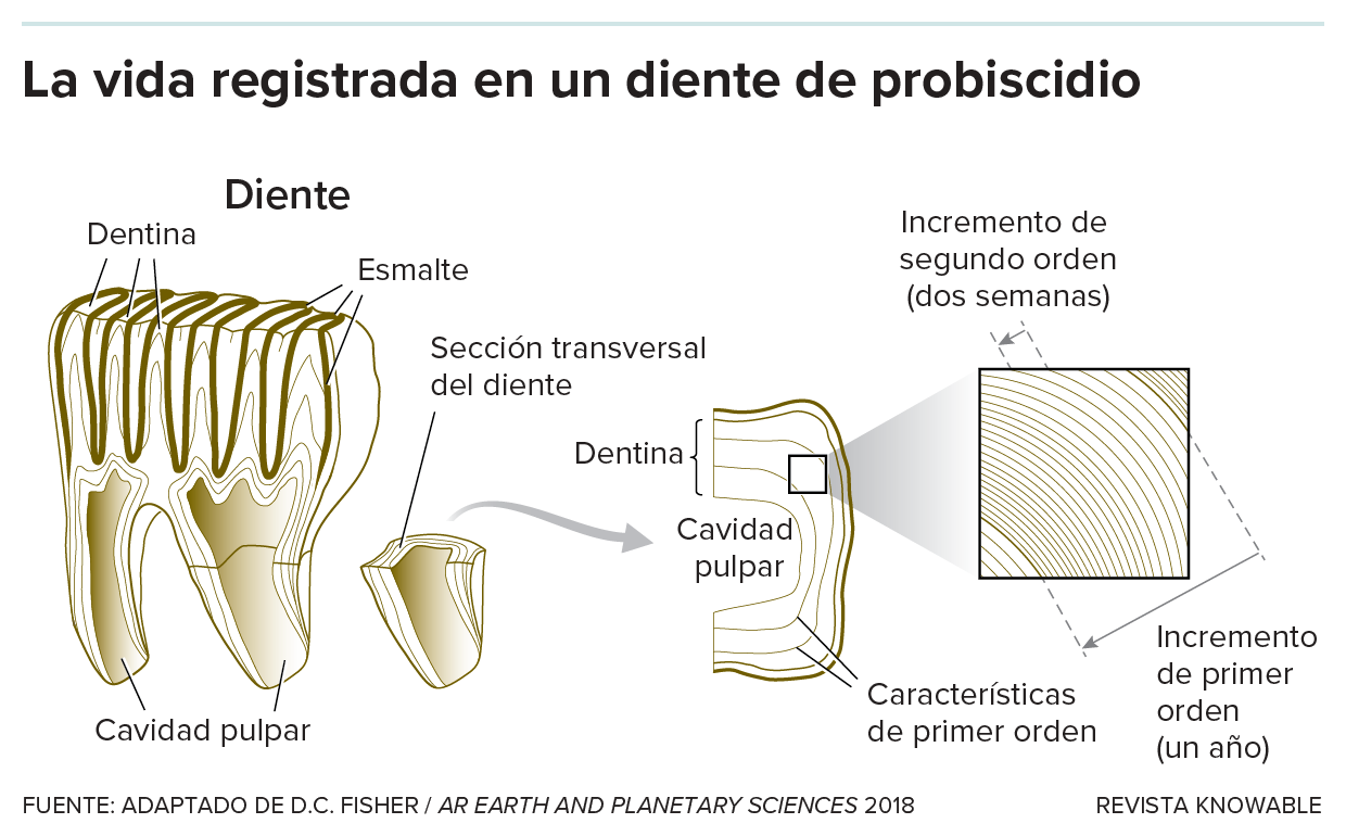El gráfico muestra partes de un diente de proboscídeo y sus capas de dentina.