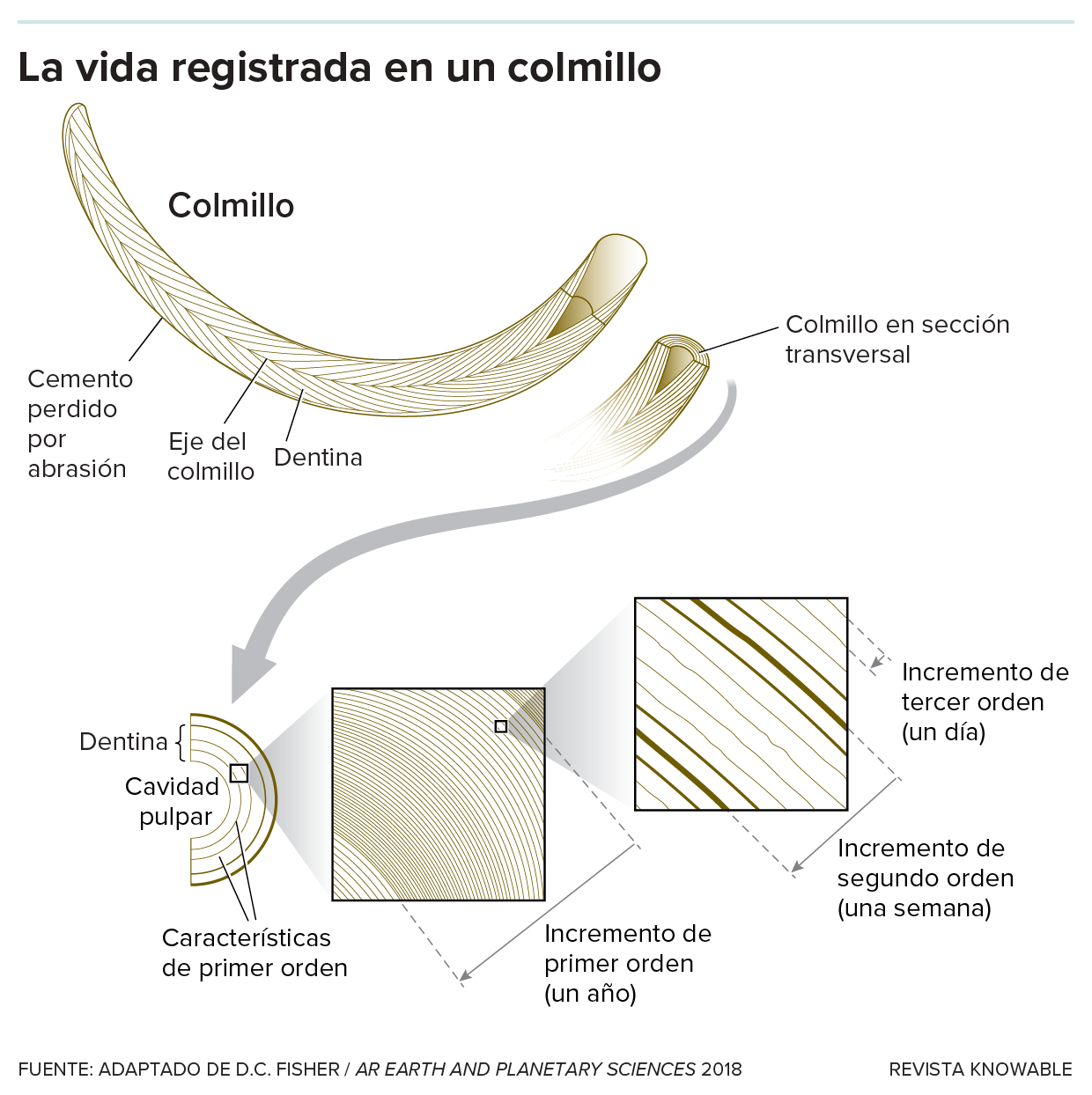 El gráfico muestra un colmillo de mamut y cómo sus capas de dentina se incorporan a capas que pueden interpretarse, al igual que los anillos de los árboles, como un año, una semana o un día.