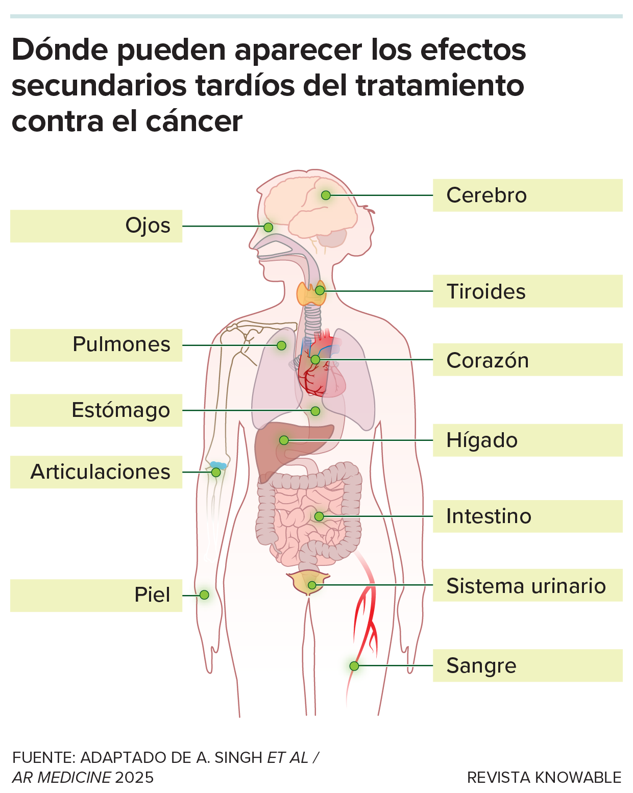 Dibujo del cuerpo humano que muestra dónde pueden aparecer los efectos secundarios tardíos del tratamiento contra el cáncer.