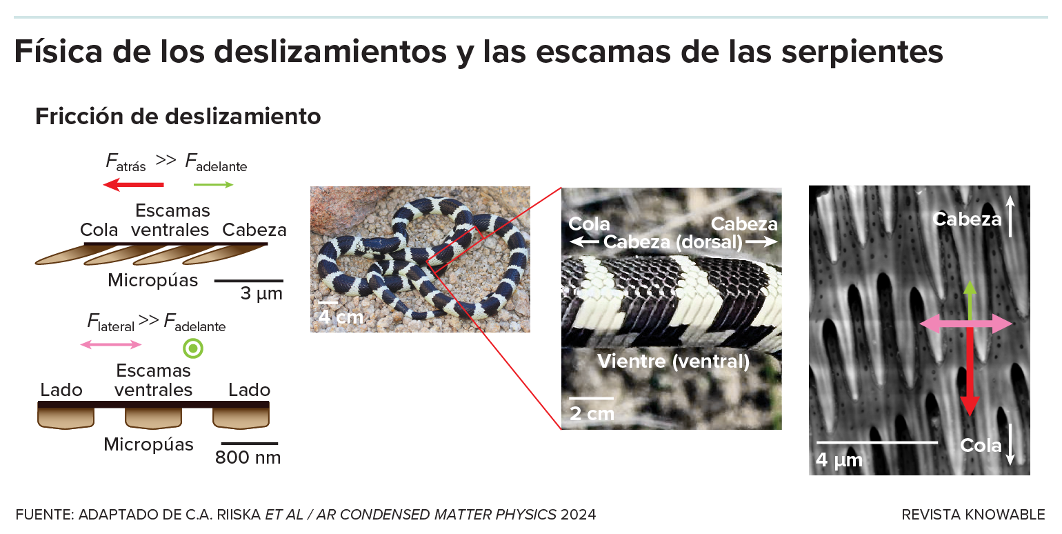 El gráfico muestra la forma inclinada de las púas a escala micrométrica, así como fotos de una serpiente con bandas en blanco y negro, una vista ampliada que muestra la diferencia entre las escamas superiores y las del vientre, y una imagen microscópica de las micropúas reales que apuntan hacia la cola.