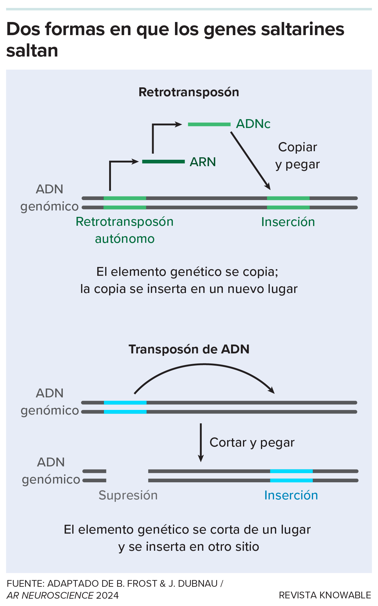 Dos formas en que saltan los genes Un gráfico ilustra cómo los retrotransposones se desplazan normalmente mediante un mecanismo de copiar y pegar, mientras que los transposones de ADN se cortan y se insertan en otro lugar.