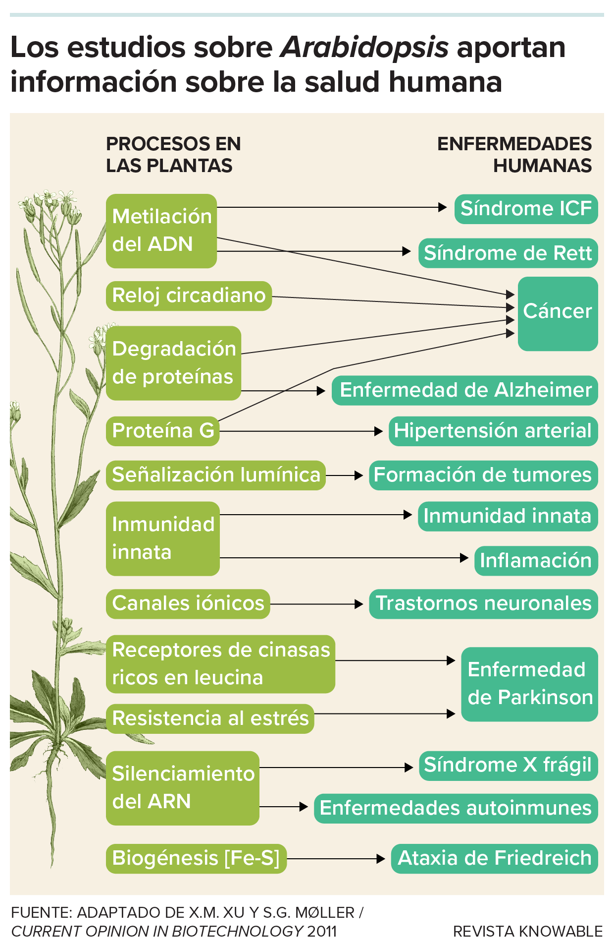 Cómo una humilde mala hierba se convirtió en una superestrella de la  biología | Knowable en español