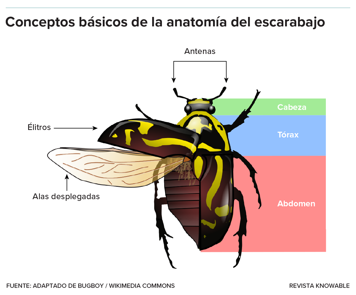 La ilustración de un escarabajo indica las partes principales del cuerpo del insecto: antenas, cabeza, tórax, abdomen, patas y estructuras de las alas.