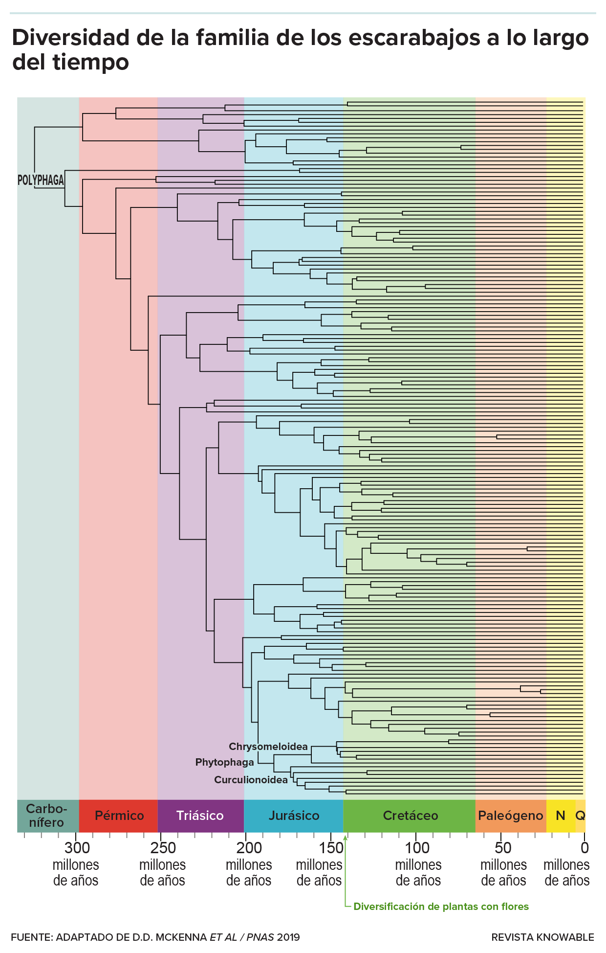El gráfico muestra un árbol genealógico de la evolución de los escarabajos durante los últimos 350 millones de años. Las familias de escarabajos se ramificaron en diferentes grupos, con una densidad cada vez mayor de ramas que se desarrolló con la expansión de las plantas con flores.