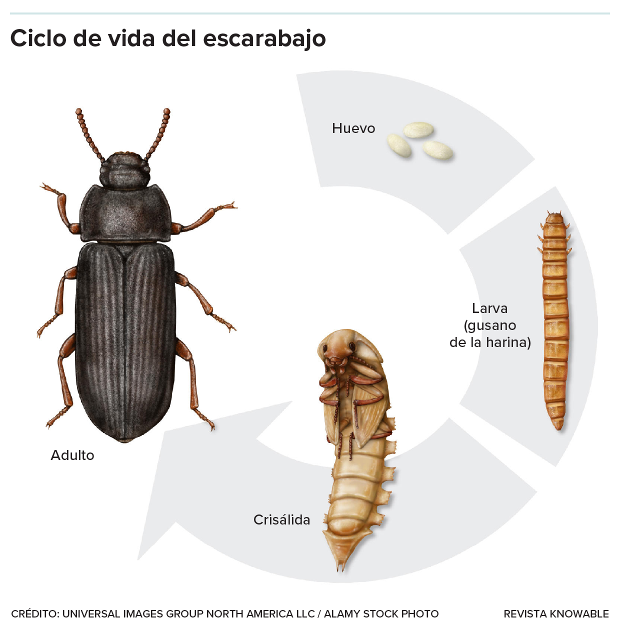 El gráfico muestra las cuatro formas principales que adoptan los escarabajos a medida que se desarrollan, desde un huevo pequeño hasta un gusano de la harina, una crisálida segmentada más grande y, por último, un insecto completamente desarrollado con un fuerte exoesqueleto.