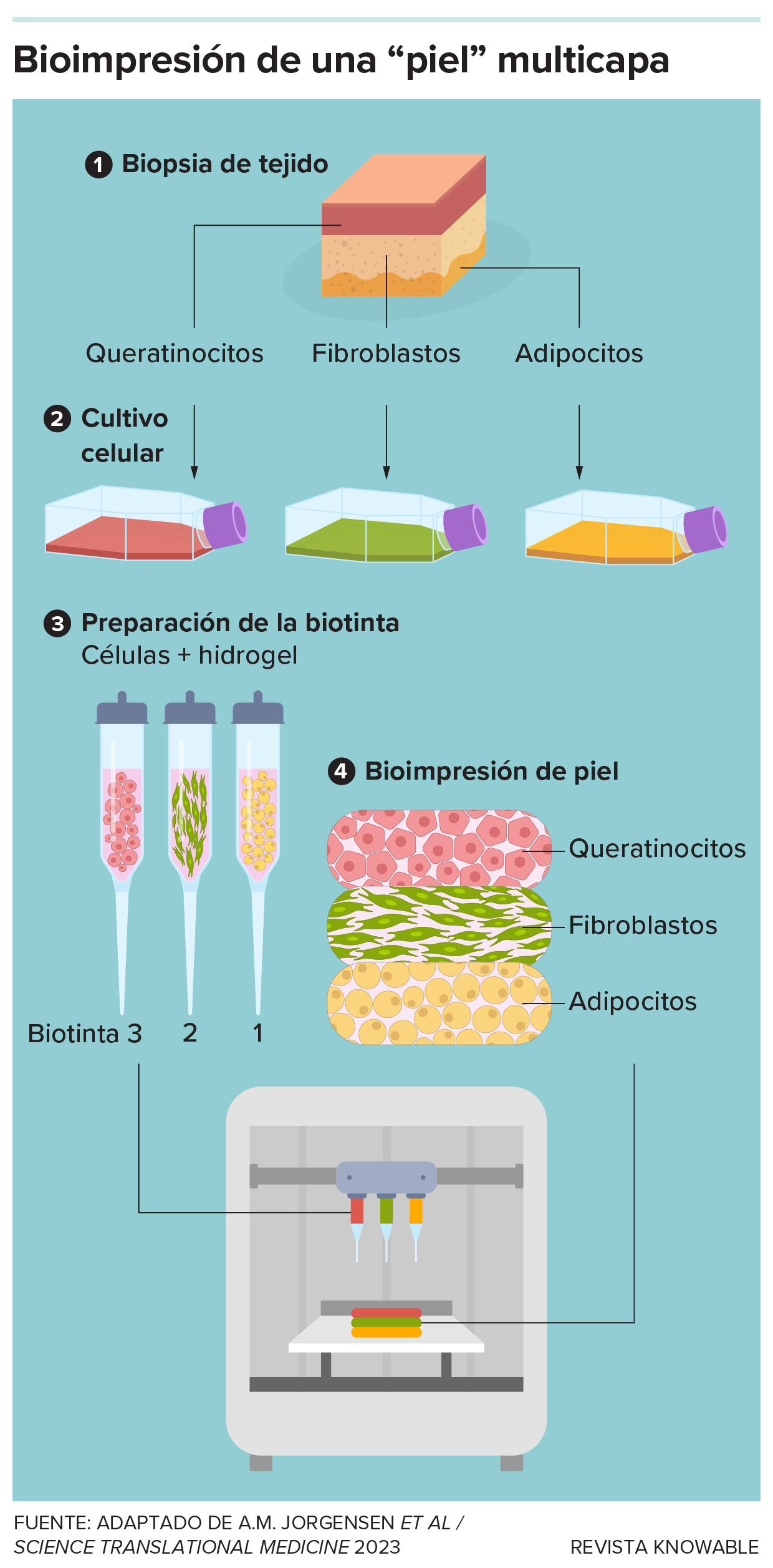 El gráfico muestra los pasos para imprimir una piel de tres capas