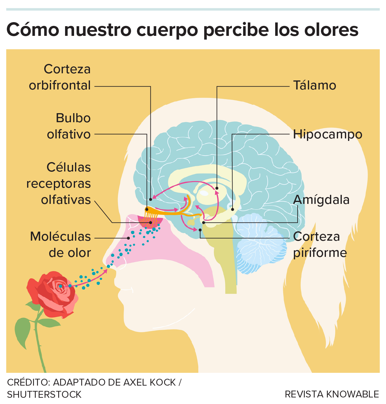 Cómo percibimos los olores Un gráfico muestra cómo las señales olfativas viajan hacia el cerebro y se propagan por él.