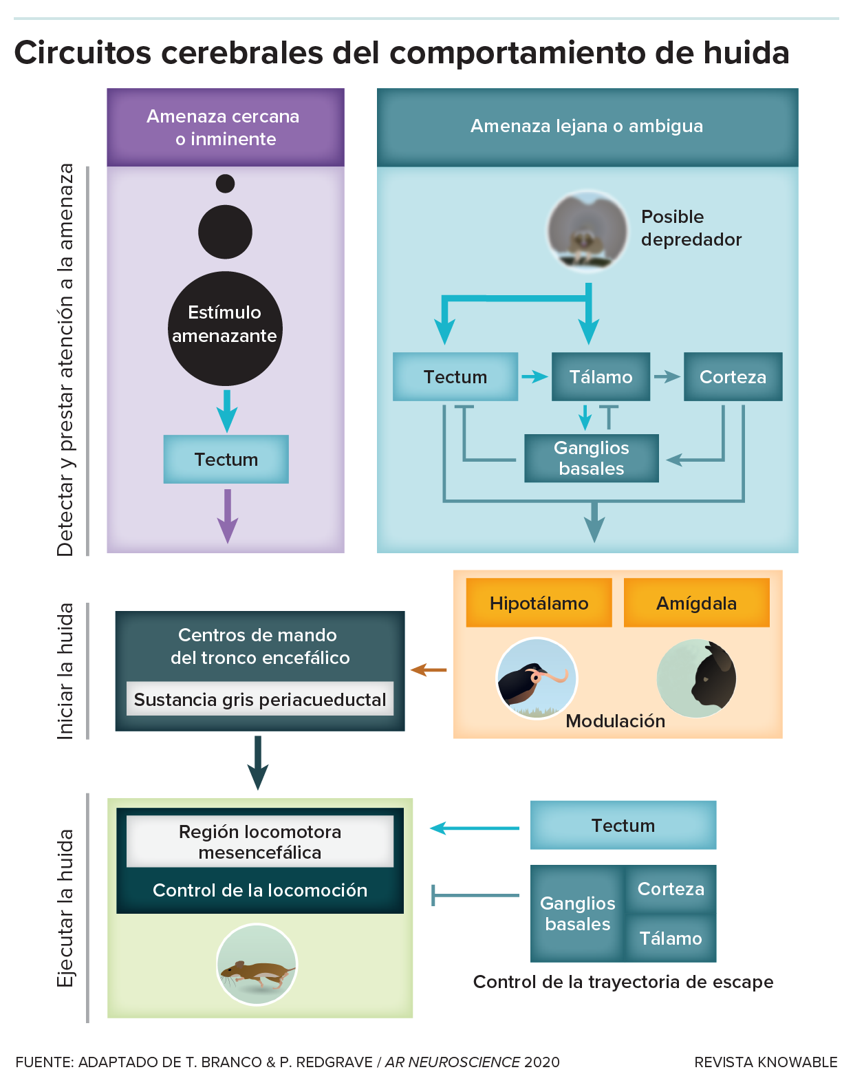 Circuitos cerebrales de la huida Un gráfico detalla los circuitos cerebrales implicados en amenazas inmediatas y más lejanas.