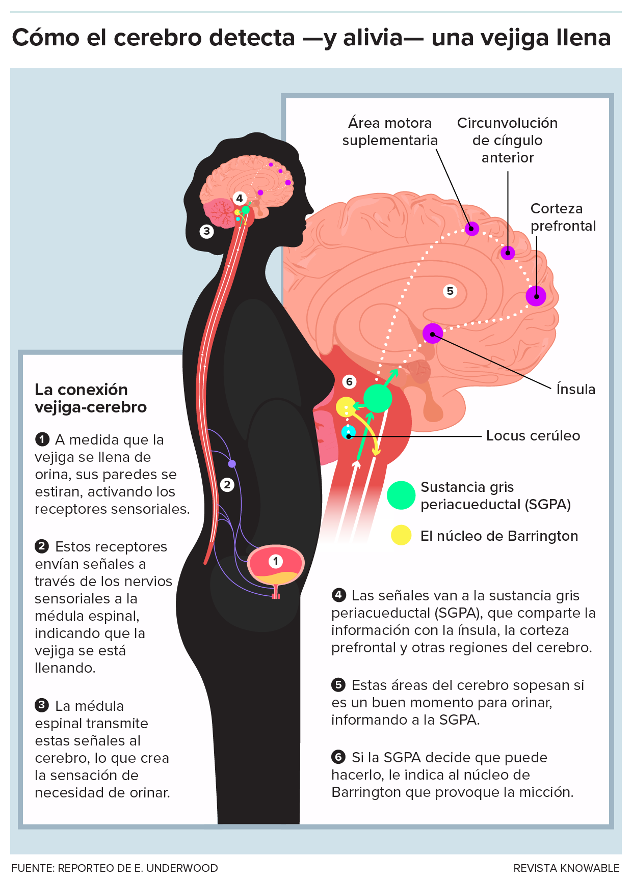 Ilustración: un diagrama de seis pasos muestra cómo la sensación de la vejiga llena viaja hacia arriba por la médula espinal desde la vejiga hasta el tronco del encéfalo y regiones cerebrales altas. En conjunto, estas regiones le dicen al centro de control urinario del cerebro, el núcleo de Barrington, que está en un lugar seguro y apropiado para orinar, lo que permite liberar la orina en el momento justo.