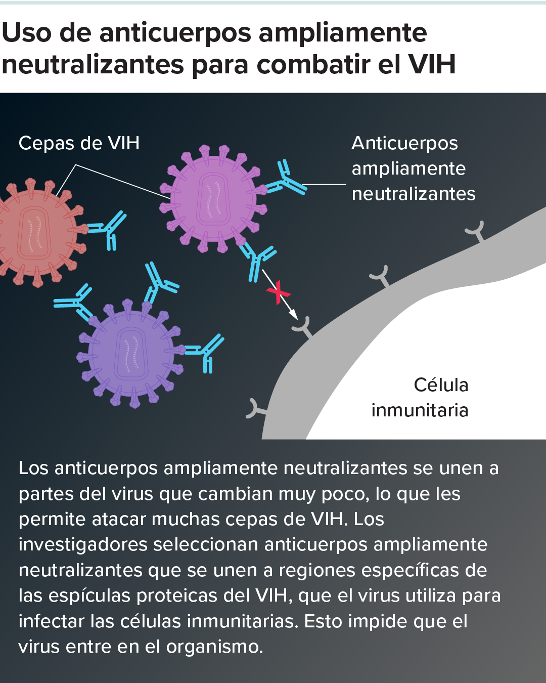 Anticuerpos de neutralización amplia contra el VIH Primer panel de un gráfico que muestra cómo los anticuerpos de neutralización amplia pueden destruir el VIH y las células que lo contienen.
