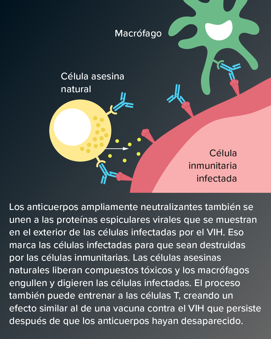 Anticuerpos de neutralización amplia contra el VIH Segundo panel de un gráfico que muestra cómo los anticuerpos de neutralización amplia pueden destruir el VIH y las células que lo contienen.