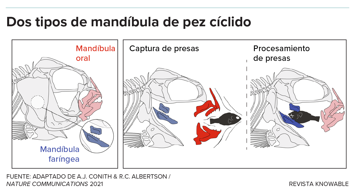 Un diagrama muestra las mandíbulas oral y faríngea de los peces cíclidos.