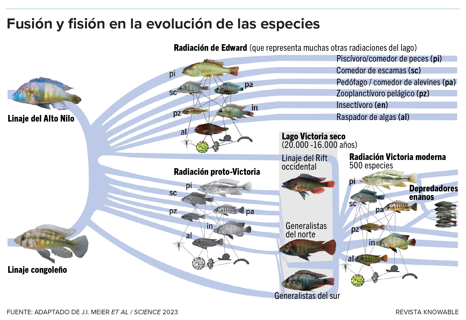 El gráfico muestra dos eventos de hibridación que alimentaron la radiación de los peces cíclidos del supergrupo de la región del lago Victoria.