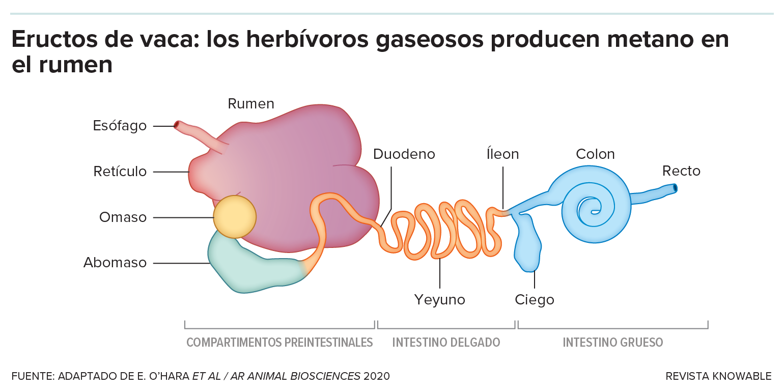 Un diagrama del sistema digestivo de una vaca, mostrando sus cuatro estómagos.