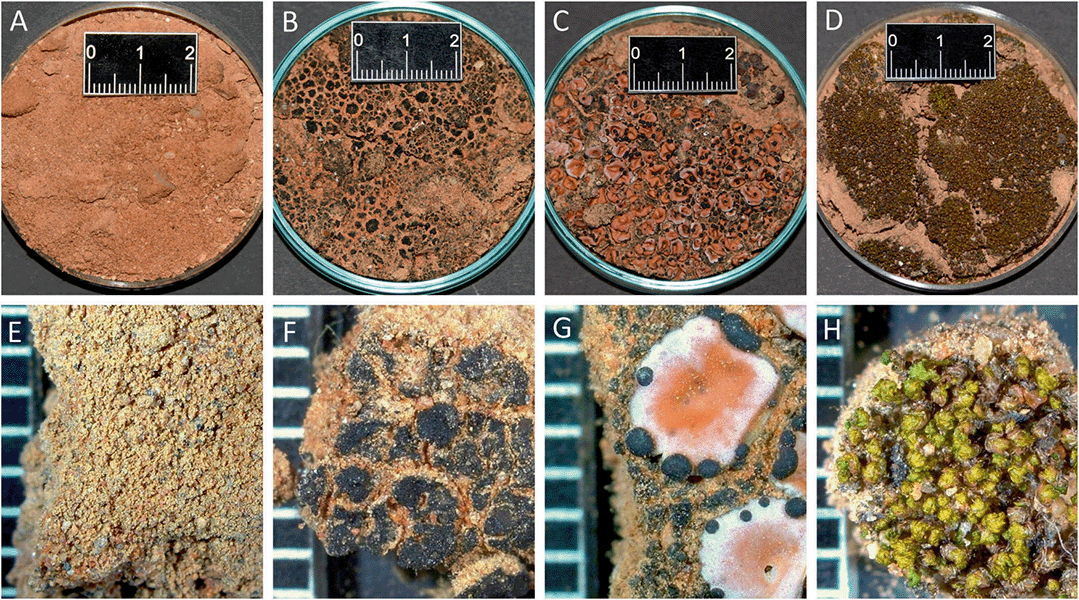 Cuatro fotos muestran el suelo desnudo y tres biocostras diferentes, además de un primer plano de cada una.