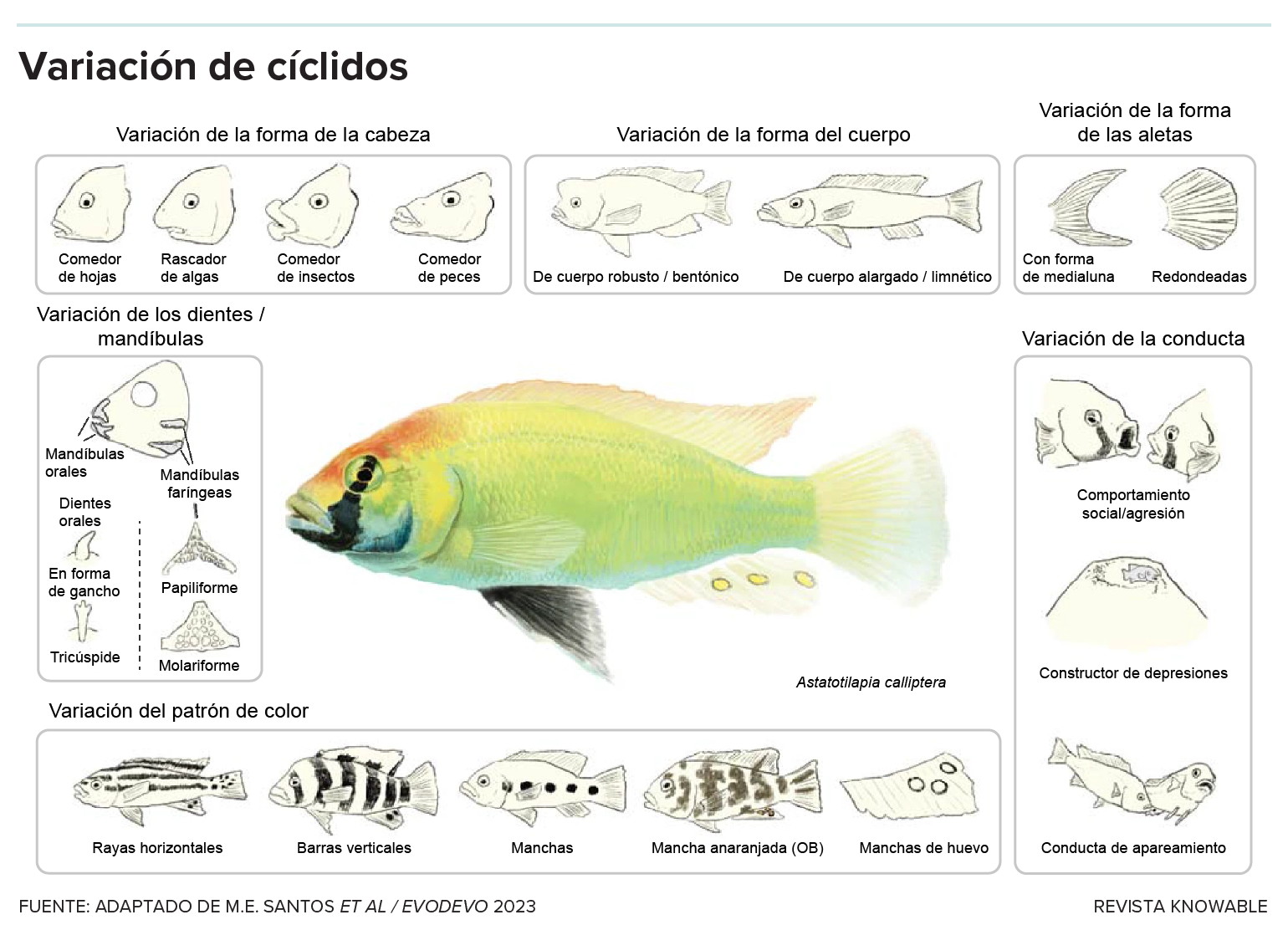 El gráfico muestra una variedad de formas y patrones corporales que tienen distintas especies de cíclidos.