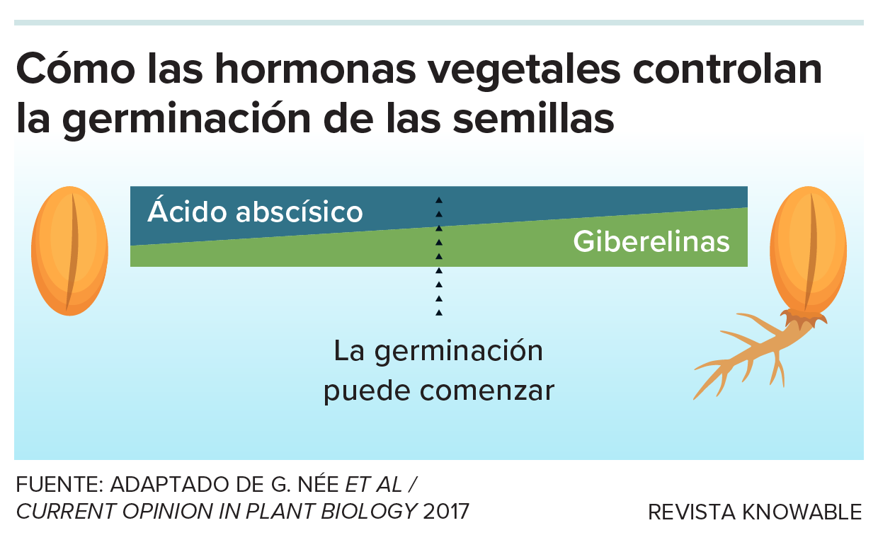 Hormonas y germinación Un gráfico representa el aumento de giberelinas y la disminución de ácido abscísico que debe producirse en muchas semillas antes de que puedan germinar.