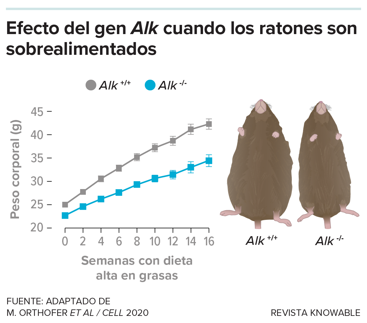 Un gráfico muestra cuánto peso ganan los ratones cuando se les alimenta con una dieta alta en grasas: los animales con el gen Alk eliminado ganan menos peso. A la derecha hay imágenes de ratones con el gen Alk eliminado o intacto. El ratón con el gen Alk intacto es mucho más grande.