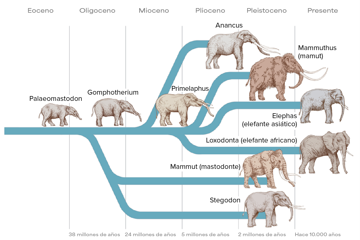Un árbol genealógico simplificado de los probiscídeos a lo largo del tiempo geológico muestra un linaje que se remonta a más de 40 millones de años e incluye una variedad de géneros: desde Paleomastodon, Gomphotherium, Primelaphus, Anancus, Mammuthus, Mammut, Stegodon, Elephas, Loxodonta.