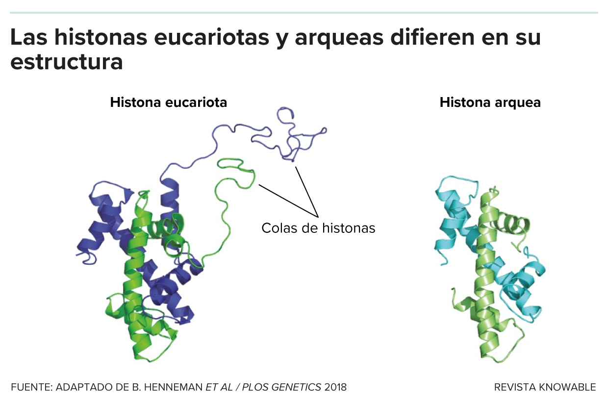 Diagrama de cinta de la estructura proteica de una histona eucariota con colas largas (izquierda) y una histona arqueal (derecha) que carece de cola larga.