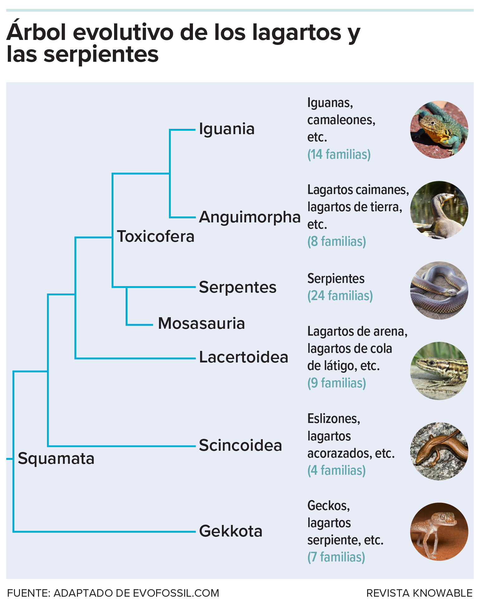 Árbol evolutivo de los lagartos y las serpientes Un árbol filogenético muestra cómo las serpientes, denominadas Serpentes, se encuentran dentro del grupo más amplio de los lagartos, denominado Squamata.