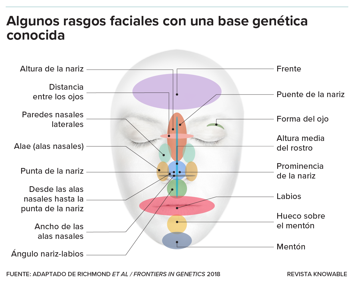 Gráfico que muestra algunos aspectos de la forma de la cara para los cuales los investigadores han asociado bases genéticas.