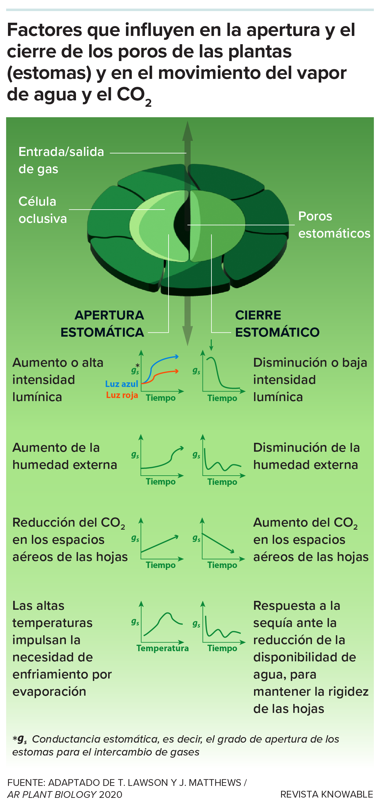 Estoma Este gráfico muestra un estoma genérico, con el lado izquierdo en posición abierta y el lado derecho en posición cerrada. Debajo vemos los diversos factores que determinan cuándo se abre o se cierra el estoma, como la temperatura, la intensidad de la luz y la humedad.