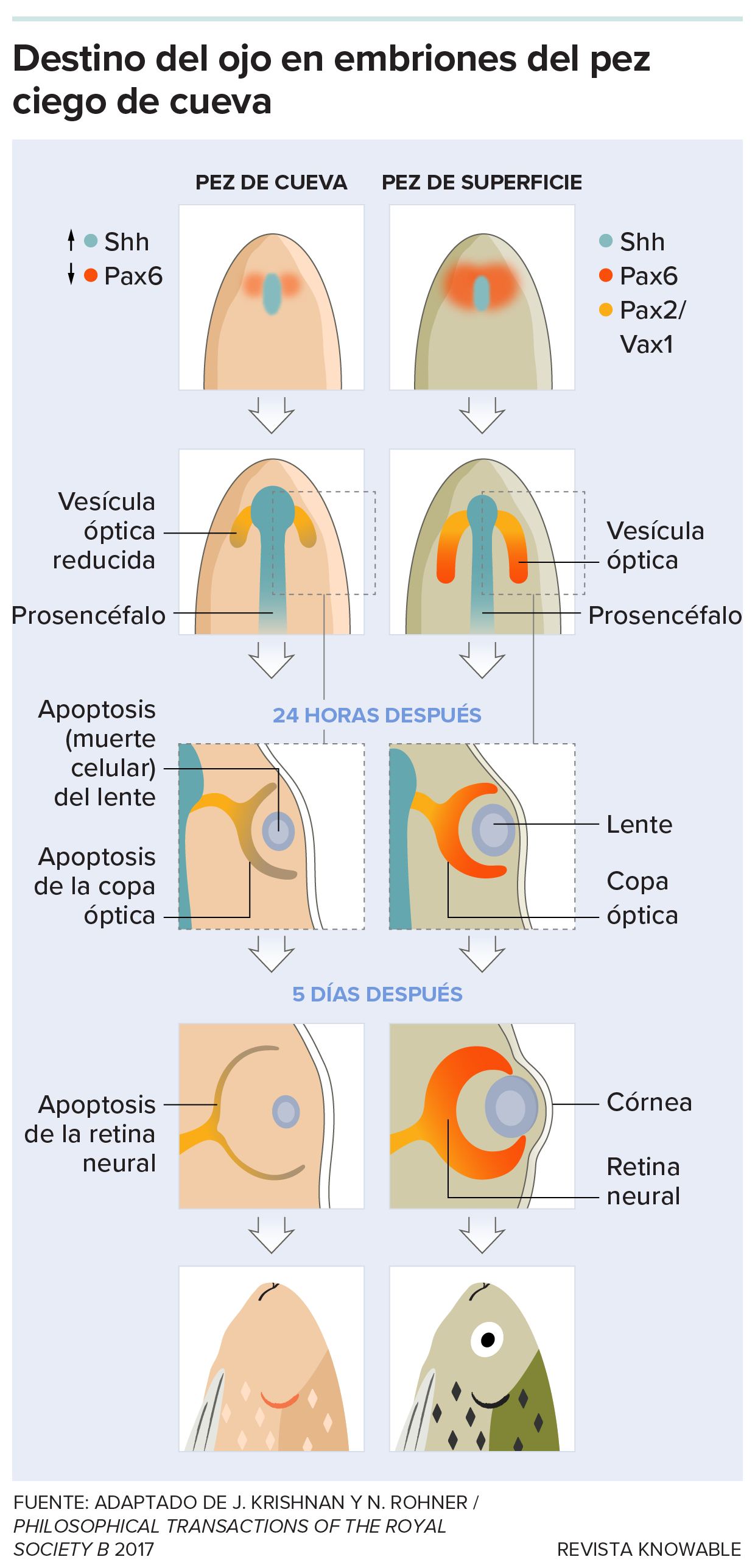 Ojo moribundo de un pez de cueva Una serie de figuras contrastan el desarrollo de los ojos en embriones de un pez ciego y en uno de superficie.