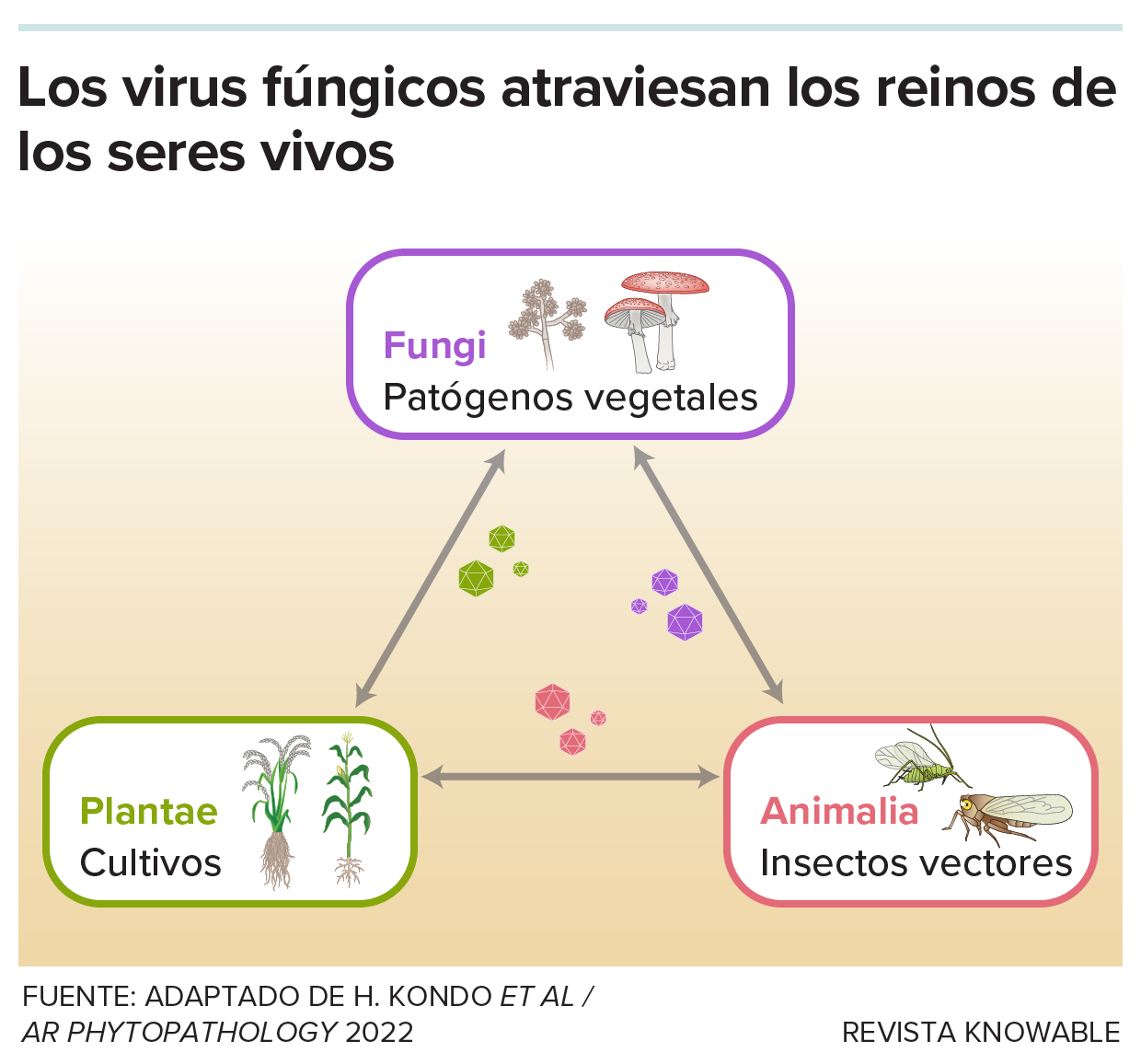 Cómo hongos, virus y animales interactúan para afectar a los cultivos Un gráfico representa hongos, plantas y animales, todos conectados por partículas de virus que pueden infectar a ambos.