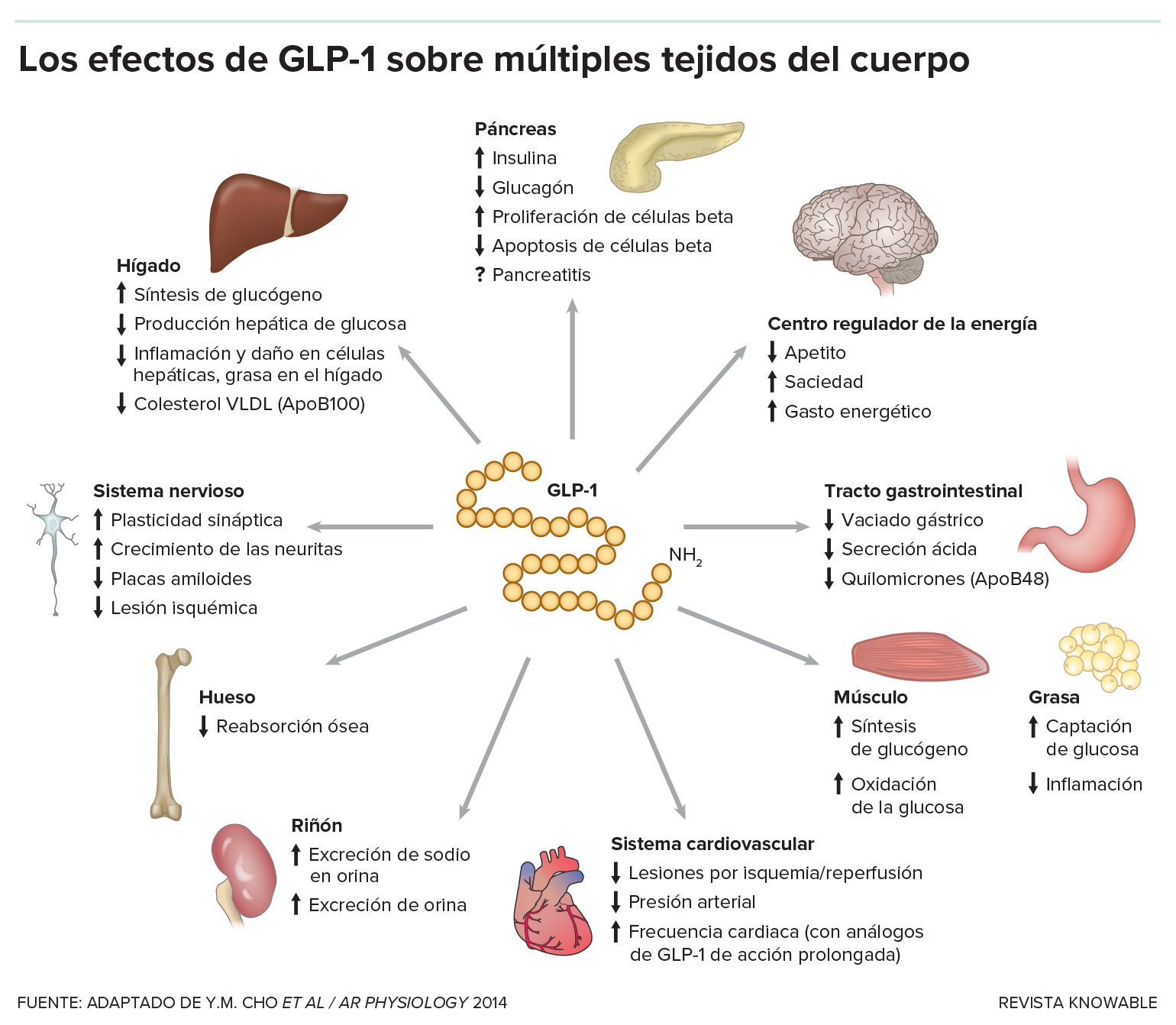 Gráfico que muestra las distintas funciones de GLP-1 en el cuerpo, actuando sobre el páncreas, el estómago, el tracto gastrointestinal, los riñones, los huesos, el corazón, el hígado, los músculos y los tejidos adiposos, el centro regulador de energía del cerebro y el sistema neural.