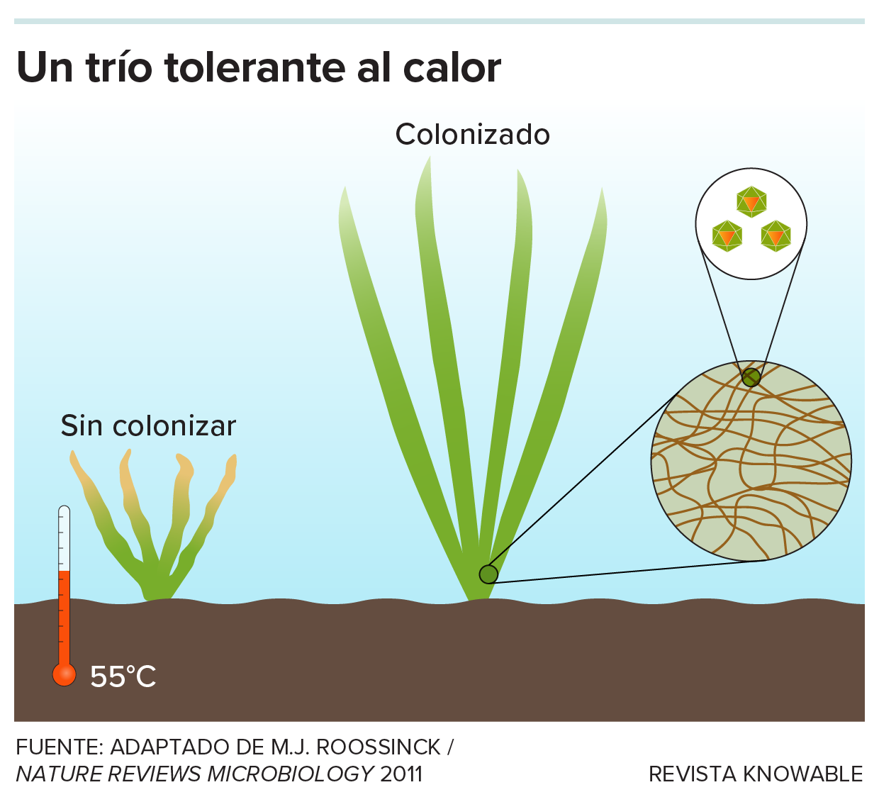 Un trío tolerante al calor Un dibujo ilustra una planta de hierba solitaria que se ha marchitado y puesto amarilla junto a un termómetro que indica 55 grados Celsius, mientras que la planta vecina que contiene un hongo con un virus permanece grande y verde.
