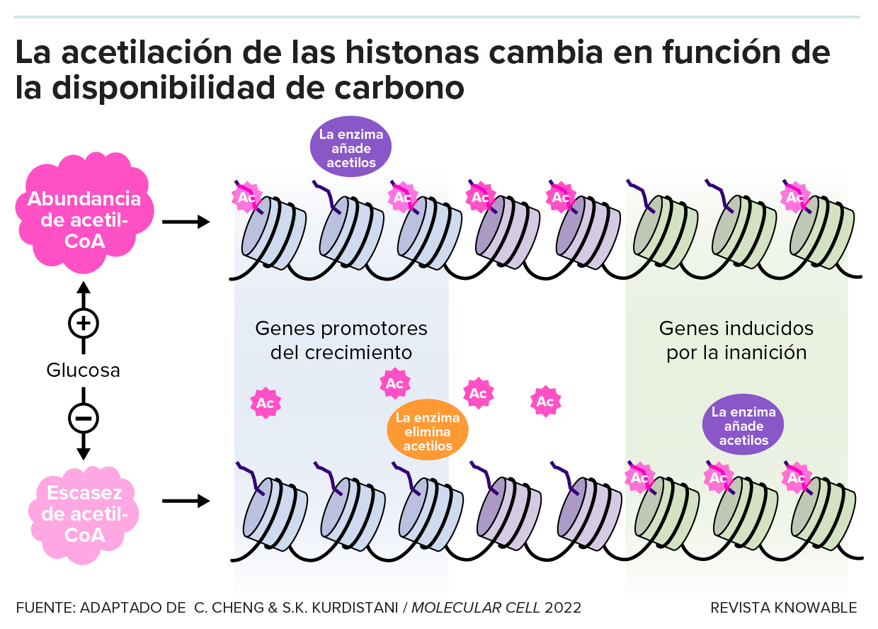 El gráfico muestra un modelo de cómo se redistribuyen los grupos acetilo en épocas de abundancia y escasez en una célula.