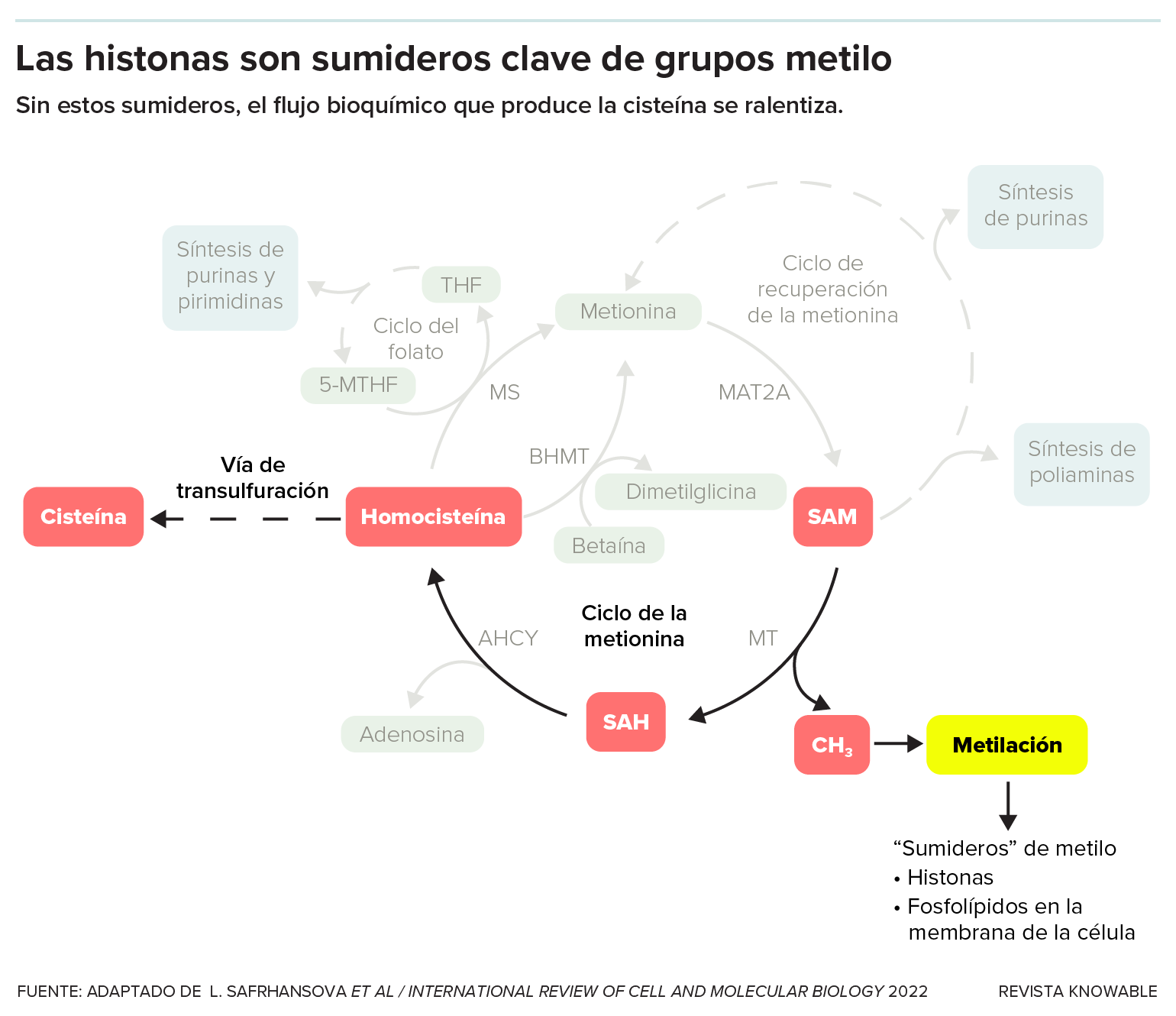 Una ruta bioquímica muestra la bioquímica que da lugar al aminoácido cisteína. Destaca la sección de la vía en la que SAM pierde un grupo metilo, convirtiéndose en SAH, y pasa a formar cisteína. Los sumideros de metilo son las histonas o los fosfolípidos de la membrana celular.