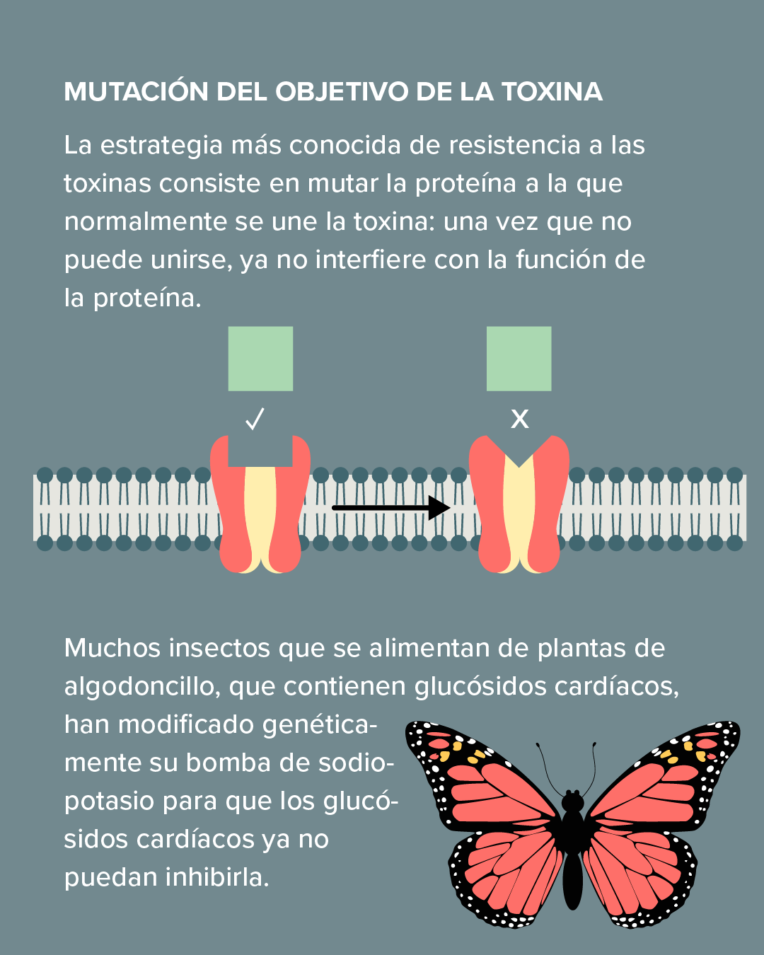 Esta diapositiva describe cómo los animales desarrollan mutaciones en un receptor proteico clave para que las toxinas de los glucósidos cardíacos ya no puedan unirse a él.