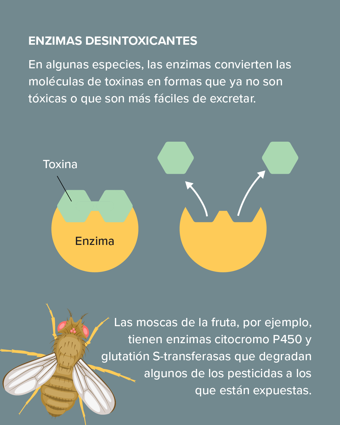Esta diapositiva muestra cómo algunas criaturas pueden convertir las toxinas en formas que ya no son tóxicas o que son más fáciles de excretar.