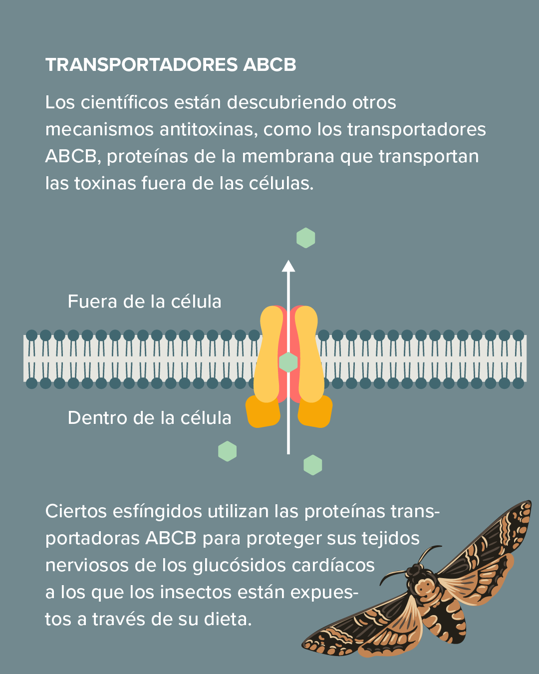Esta diapositiva muestra cómo algunas criaturas tienen transportadores ABCB que transportan la toxina fuera de las células.