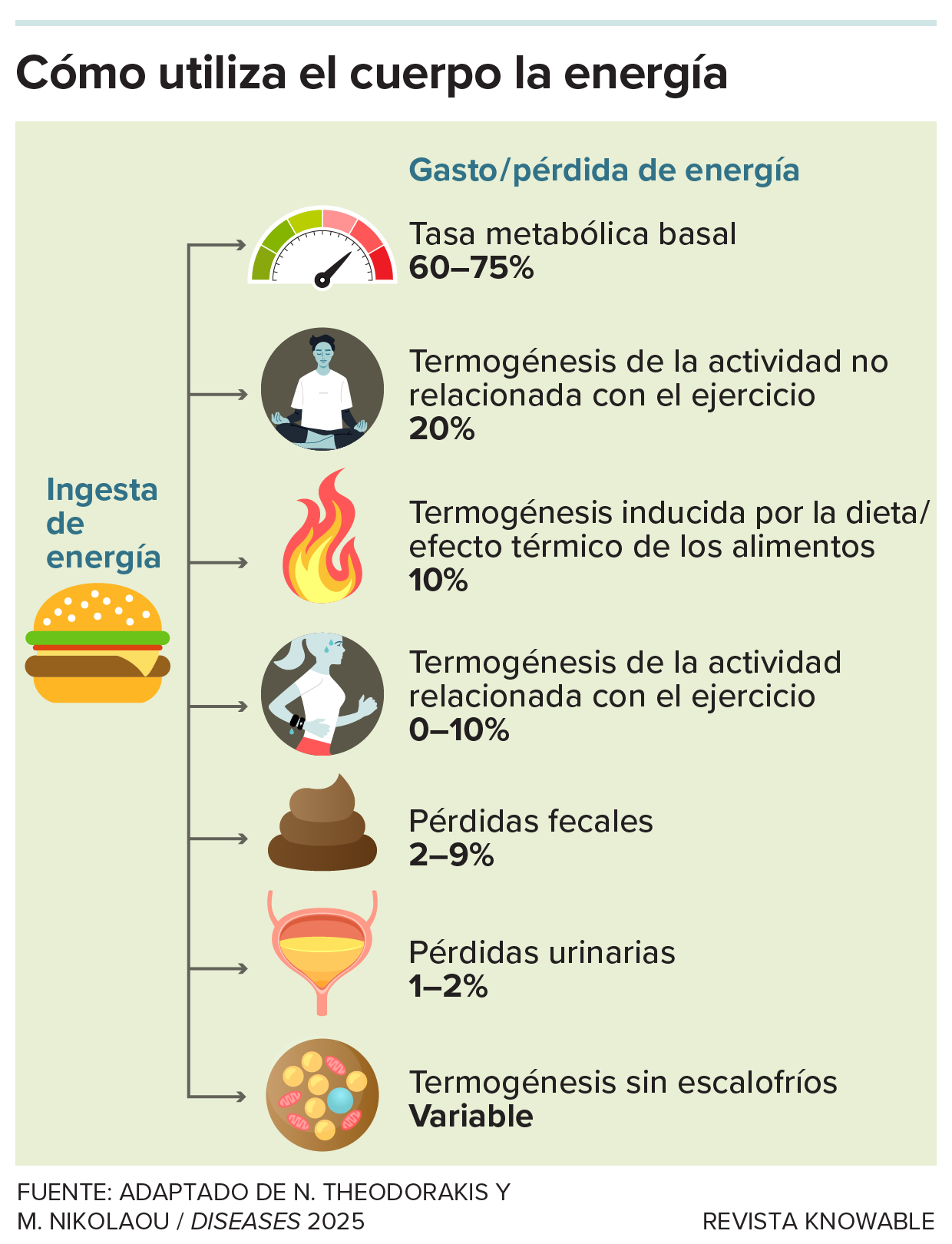 Un gráfico muestra las diversas formas en que el cuerpo gasta energía. Se incluyen la tasa metabólica basal, las actividades cotidianas, el aumento del gasto energético después de comer, el ejercicio, la excreción y más.