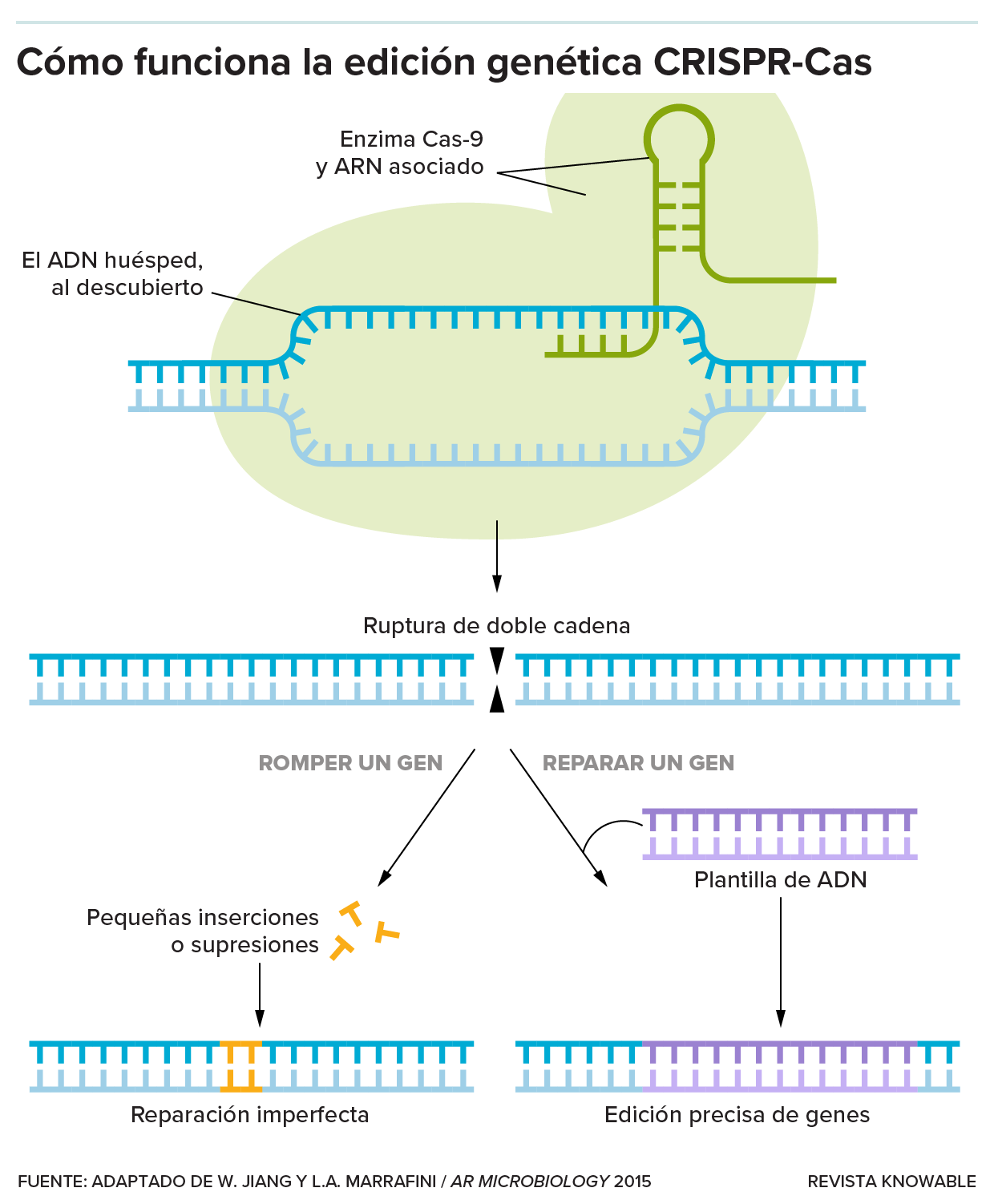 Un diagrama ilustra cómo la enzima Cas9 emplea el ARN para unirse a una sección del genoma de ADN y romperlo, luego de lo cual la célula repara imperfectamente la ruptura o copia nueva información a partir de una plantilla de ADN.