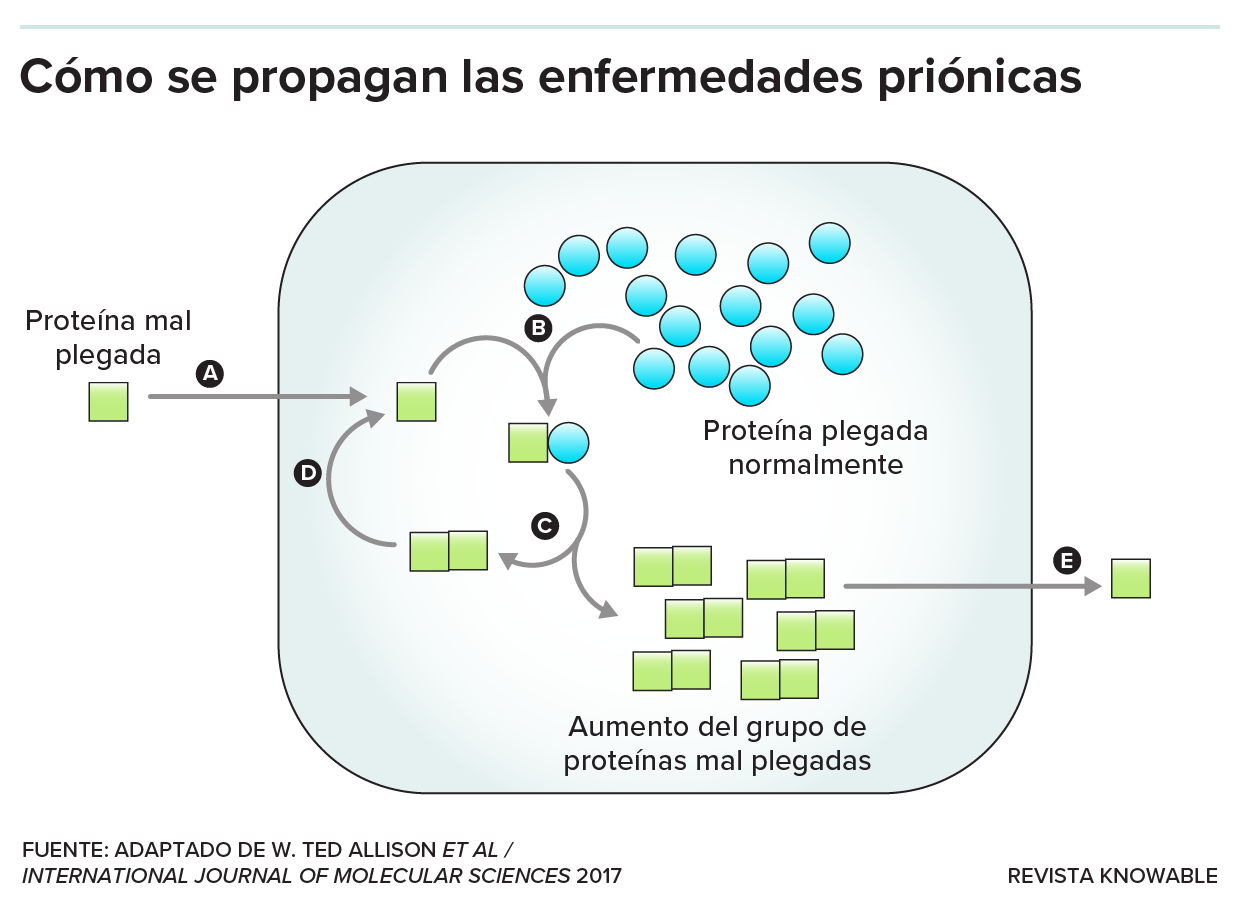 Esquema que muestra cómo las proteínas priónicas mal plegadas inducen a las proteínas priónicas normales a mal plegarse también.