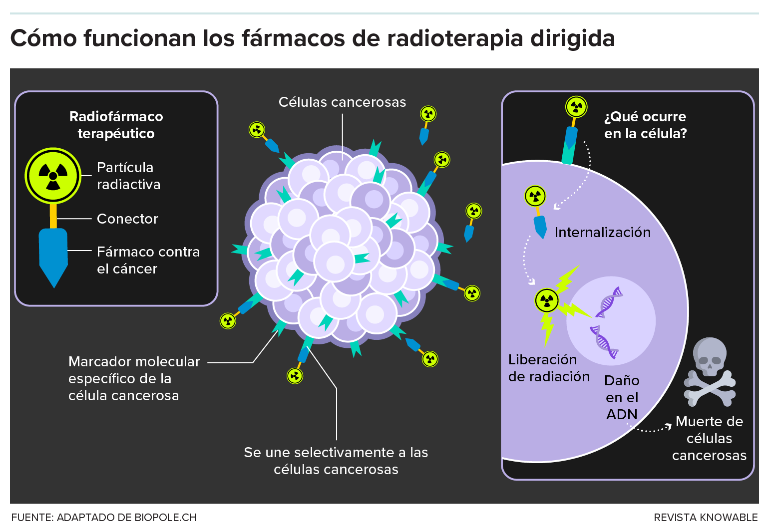 Un gráfico describe cómo funciona la terapia con radiofármacos. Muestra el radiofármaco terapéutico —un extremo apunta a la célula cancerosa y el otro extremo tiene adherida una partícula radiactiva—. El fármaco radiactivo se acopla a las células cancerosas, entra en ellas y las mata con radiación.