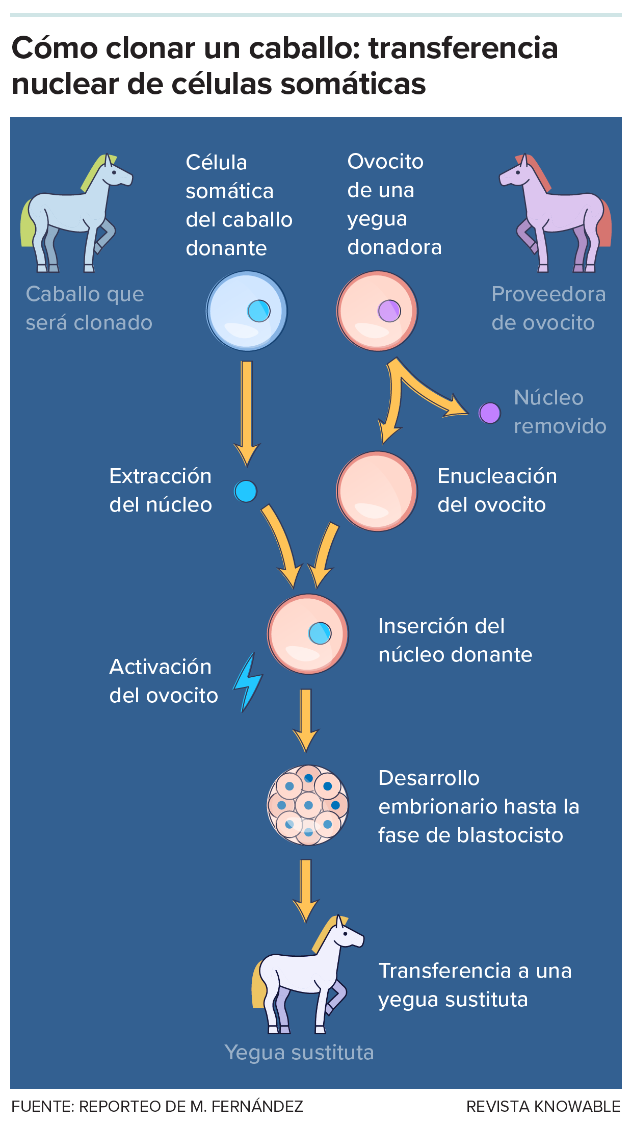 Gráfico que muestra el proceso de clonación de un caballo.