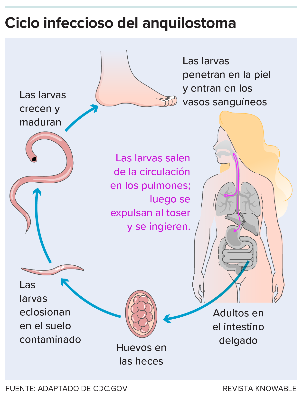 Ciclo infeccioso de los anquilostomas Un gráfico muestra cómo se transmiten los anquilostomas a través de las heces. Eclosionan y penetran en la piel para llegar a un nuevo huésped.
